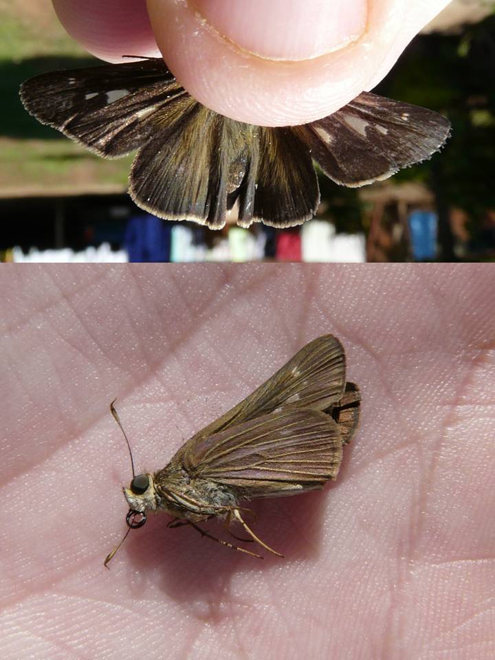 FIGURE 4f FIGURE 4f